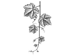Grapevine leaves